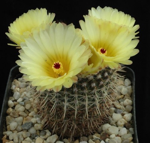 Notocactus_mammulosus